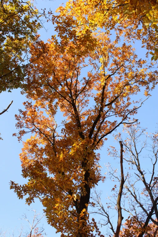 a large tree with some yellow leaves in the foreground