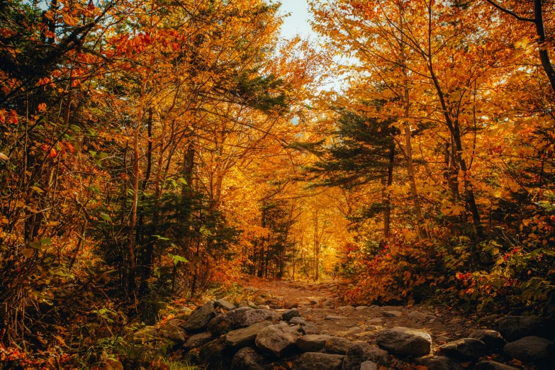 an old road runs through a wooded area