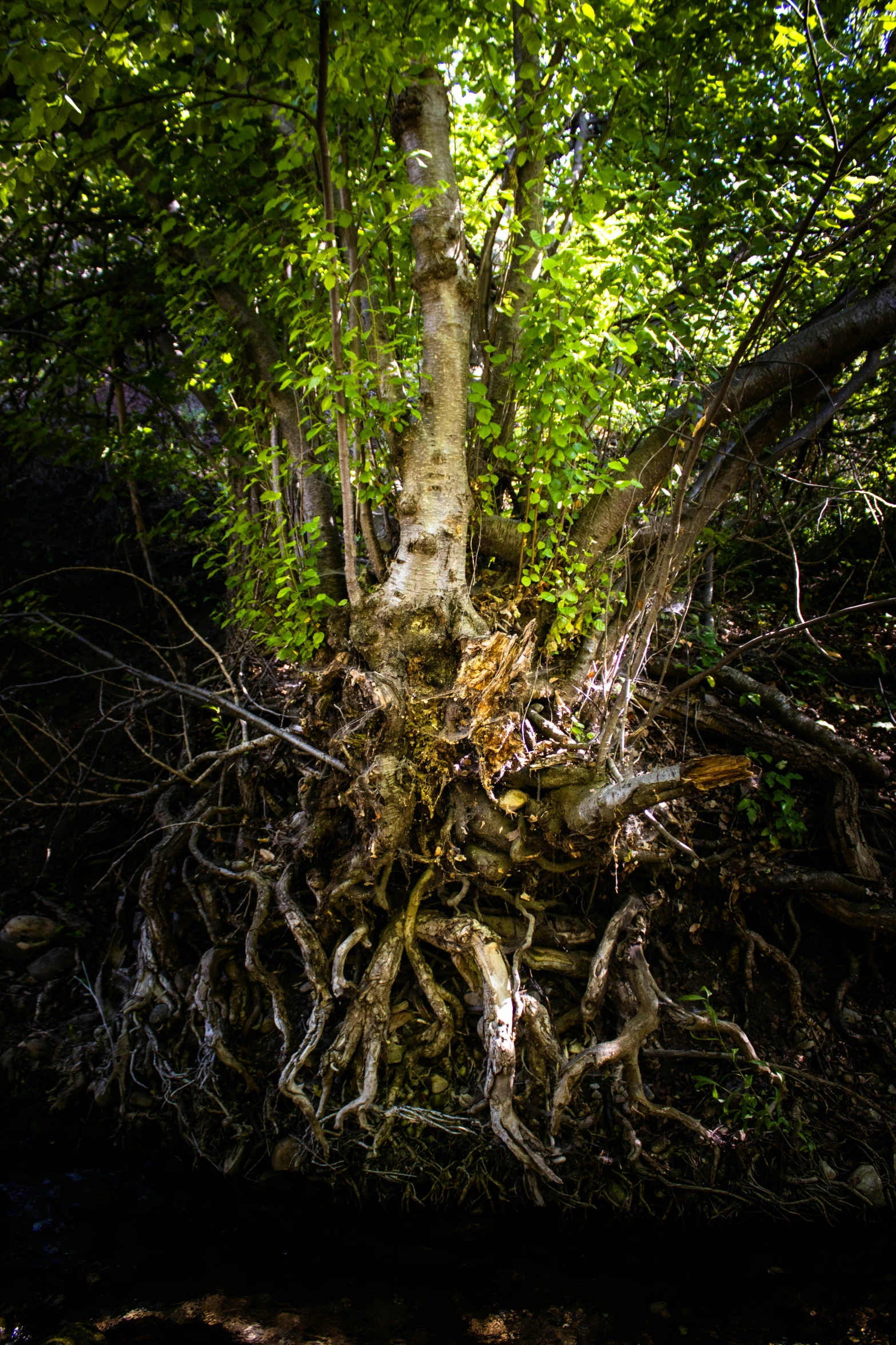 a very big tree that is filled with roots