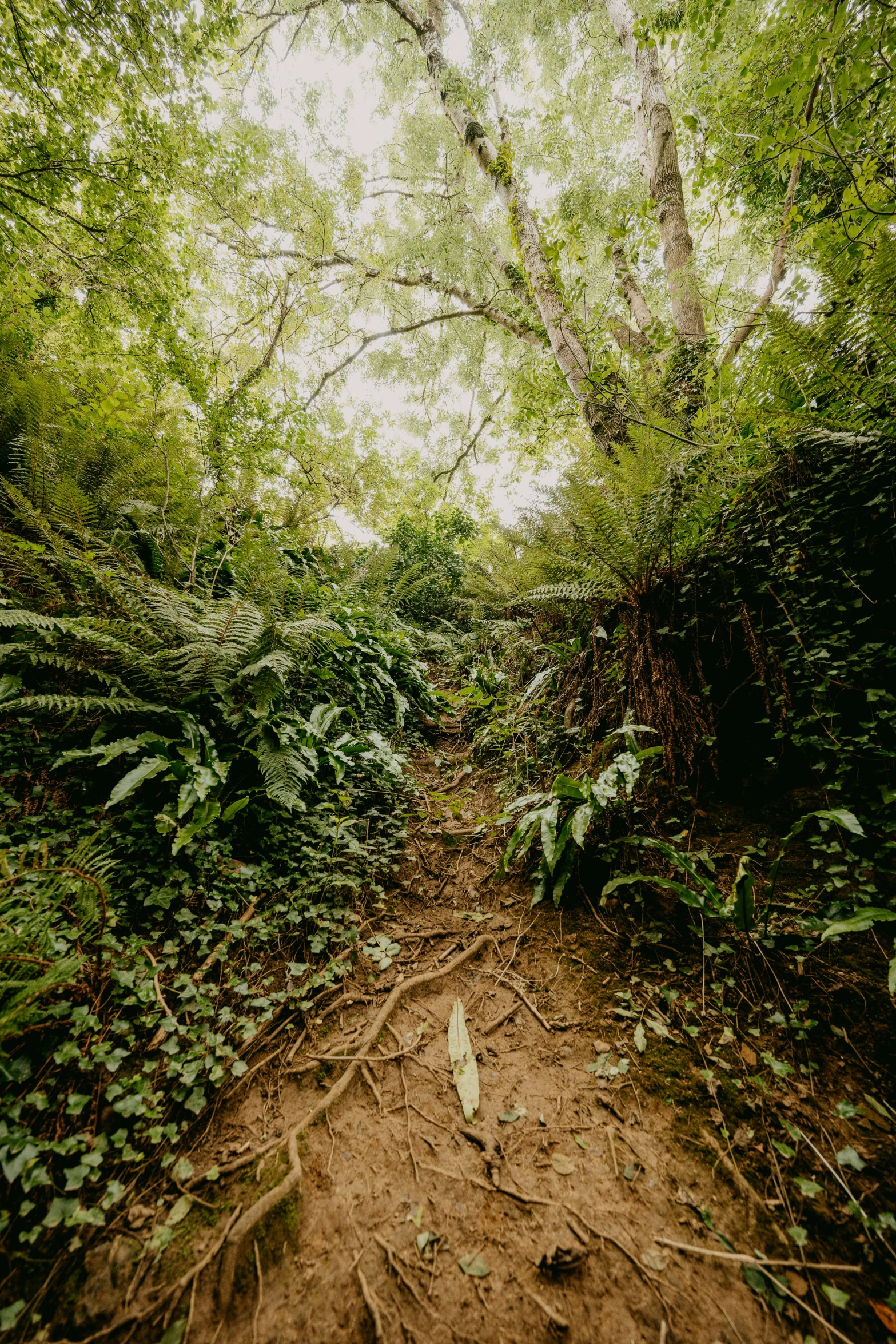 a path with lots of trees on one side