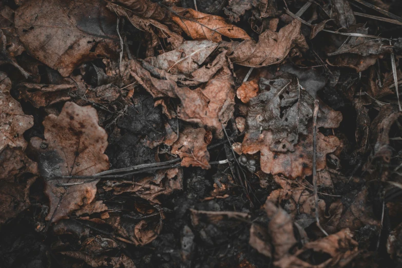 a brown leaf that is on the ground