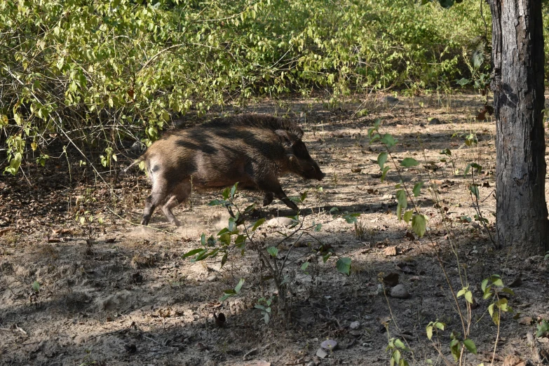 a wild boar is walking in the woods near trees