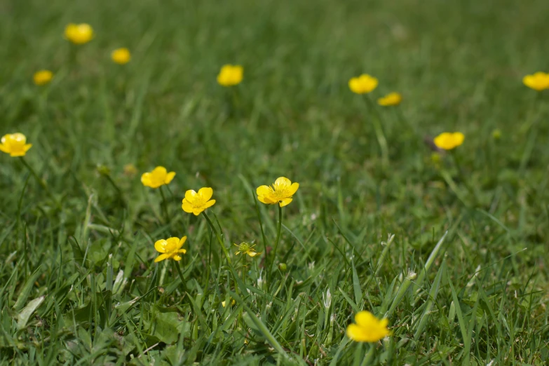 the grass is green with yellow flowers in it