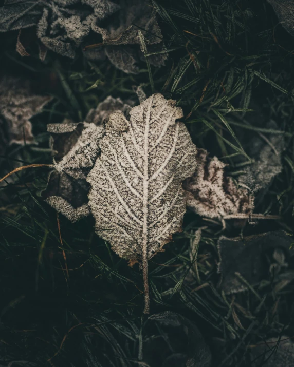 an interesting image of some type of leaf