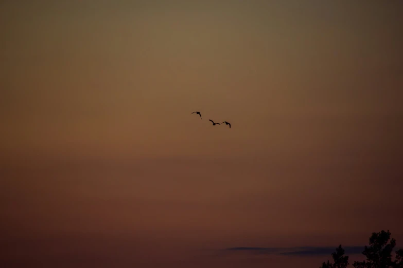 a group of geese flying through the sky during twilight