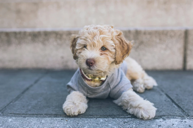 a small dog laying on the ground wearing a shirt