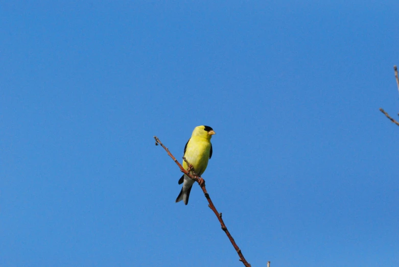 a yellow bird sitting on top of a tree nch