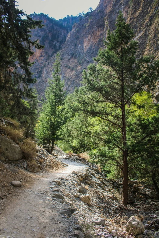 trail through a valley surrounded by trees