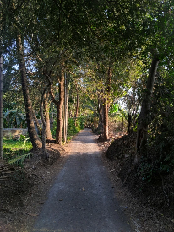 a road in the middle of the forest has many trees over it