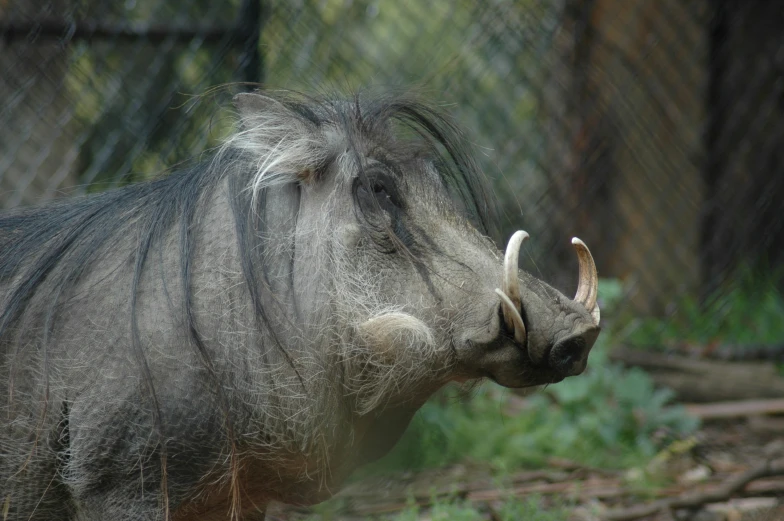 an african warthog is looking through a chain link fence