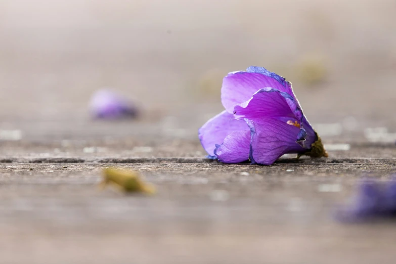 a purple flower with dew on it sitting on top of a brown surface