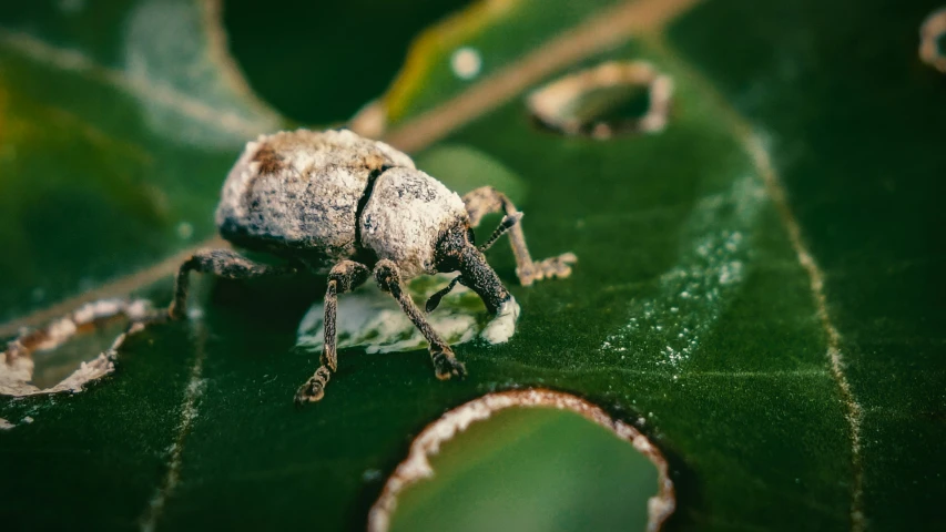 a bug is sitting on a leaf in the middle of the day