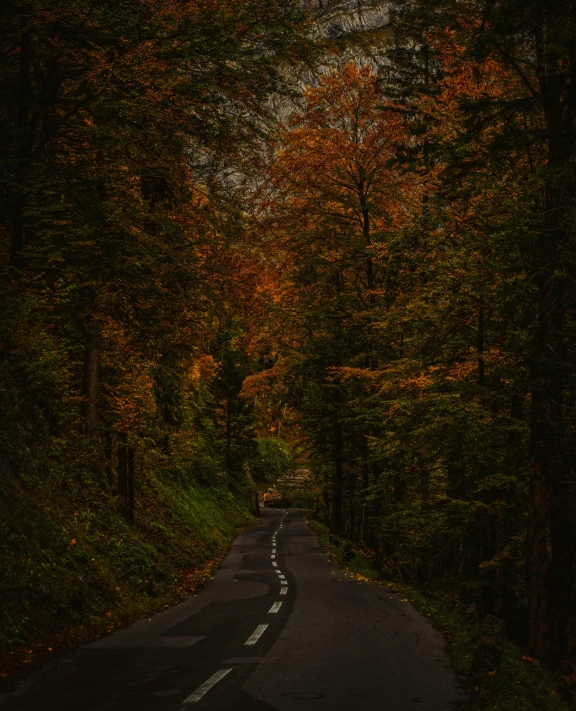 there is a paved road in the woods that leads through the trees