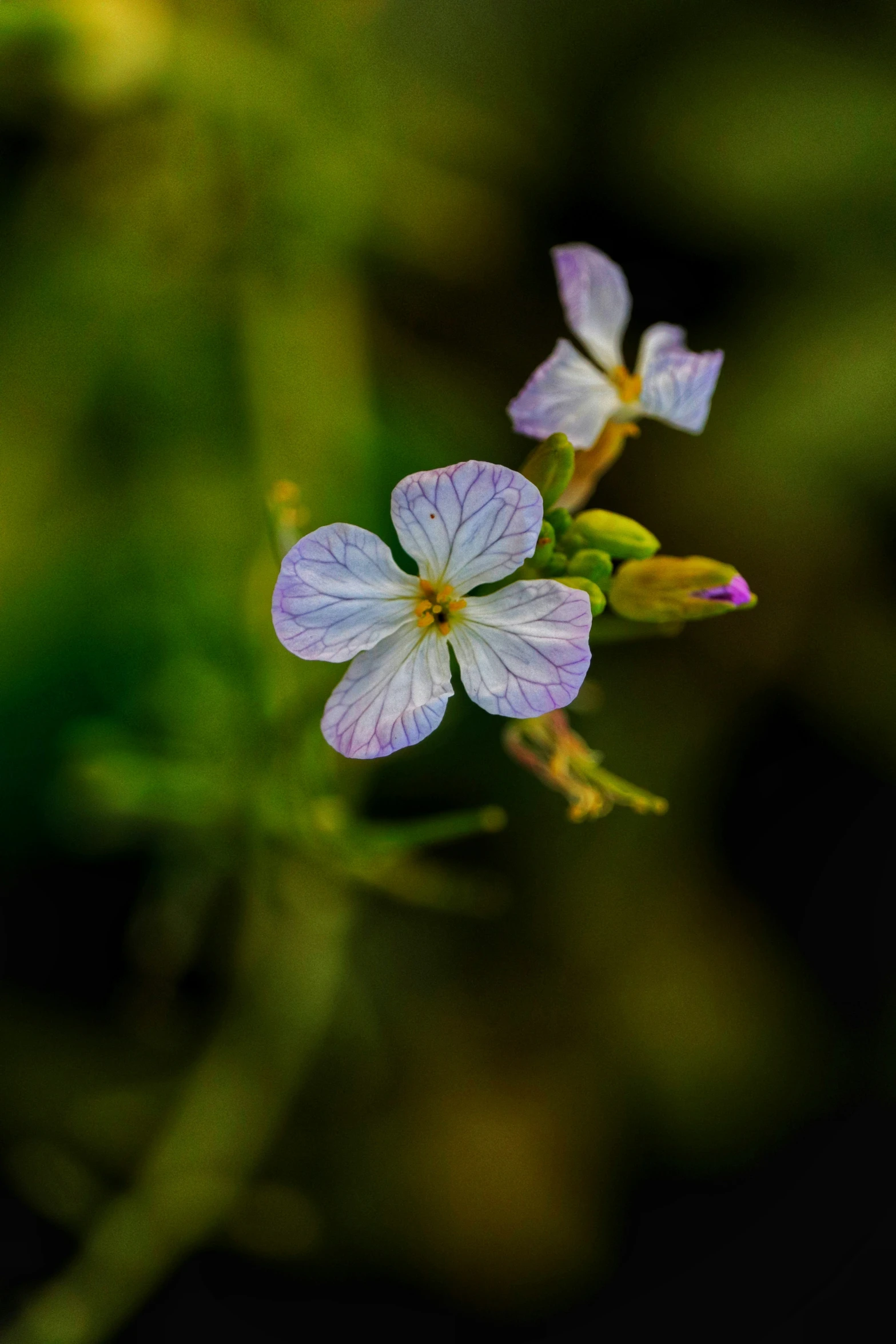 purple flowers are shown with blurry background