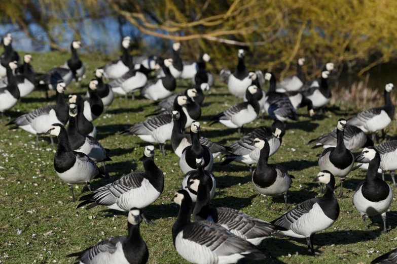 many grey and black birds near the water