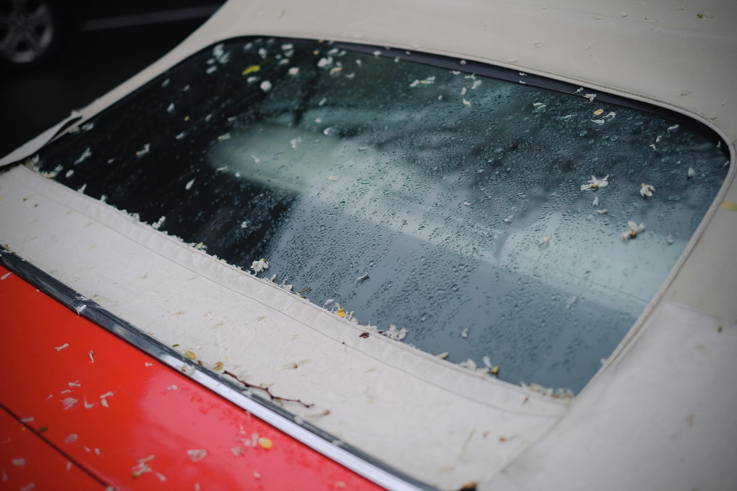 window pane with black bugs on white interior