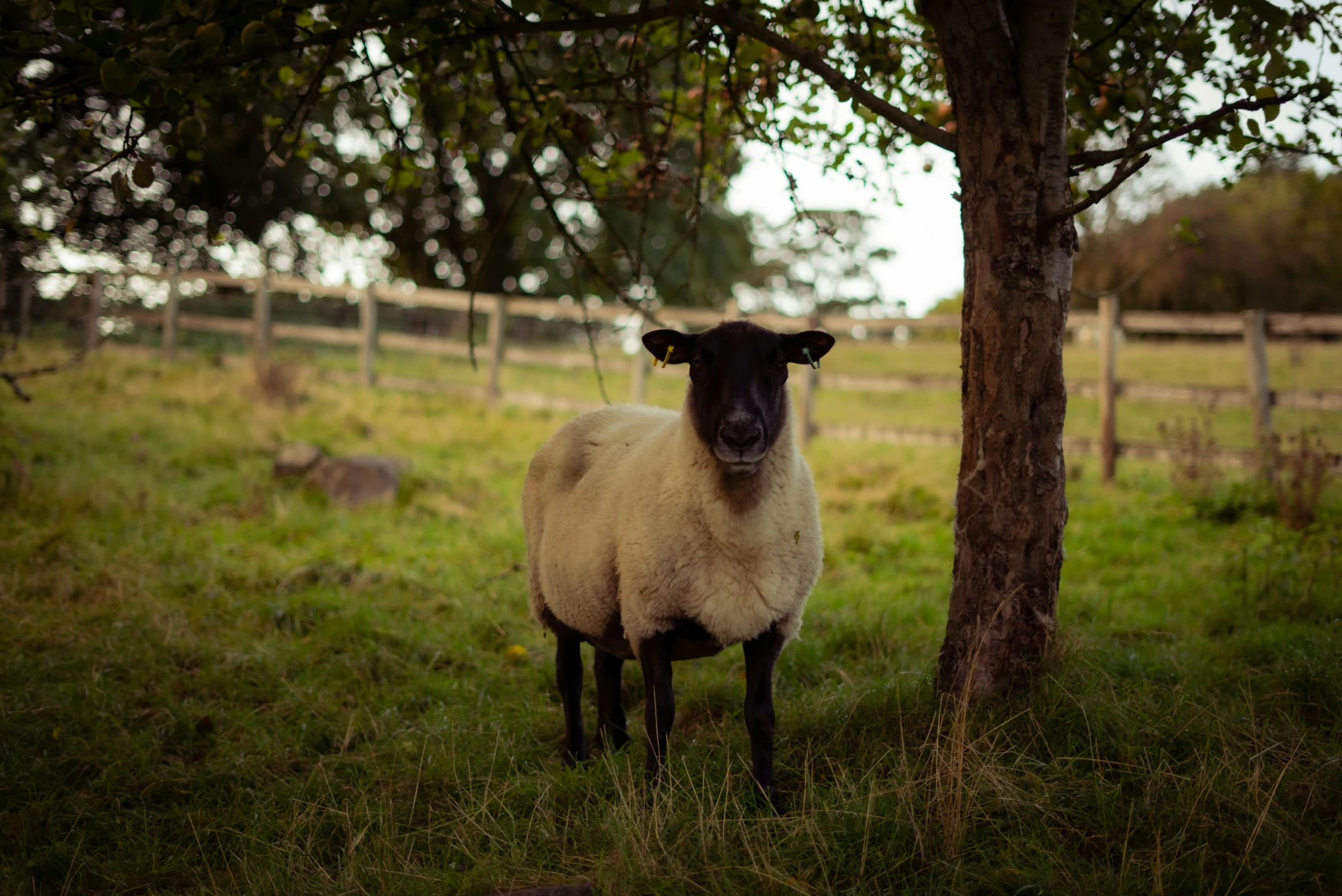 a sheep standing in a pasture with a tree