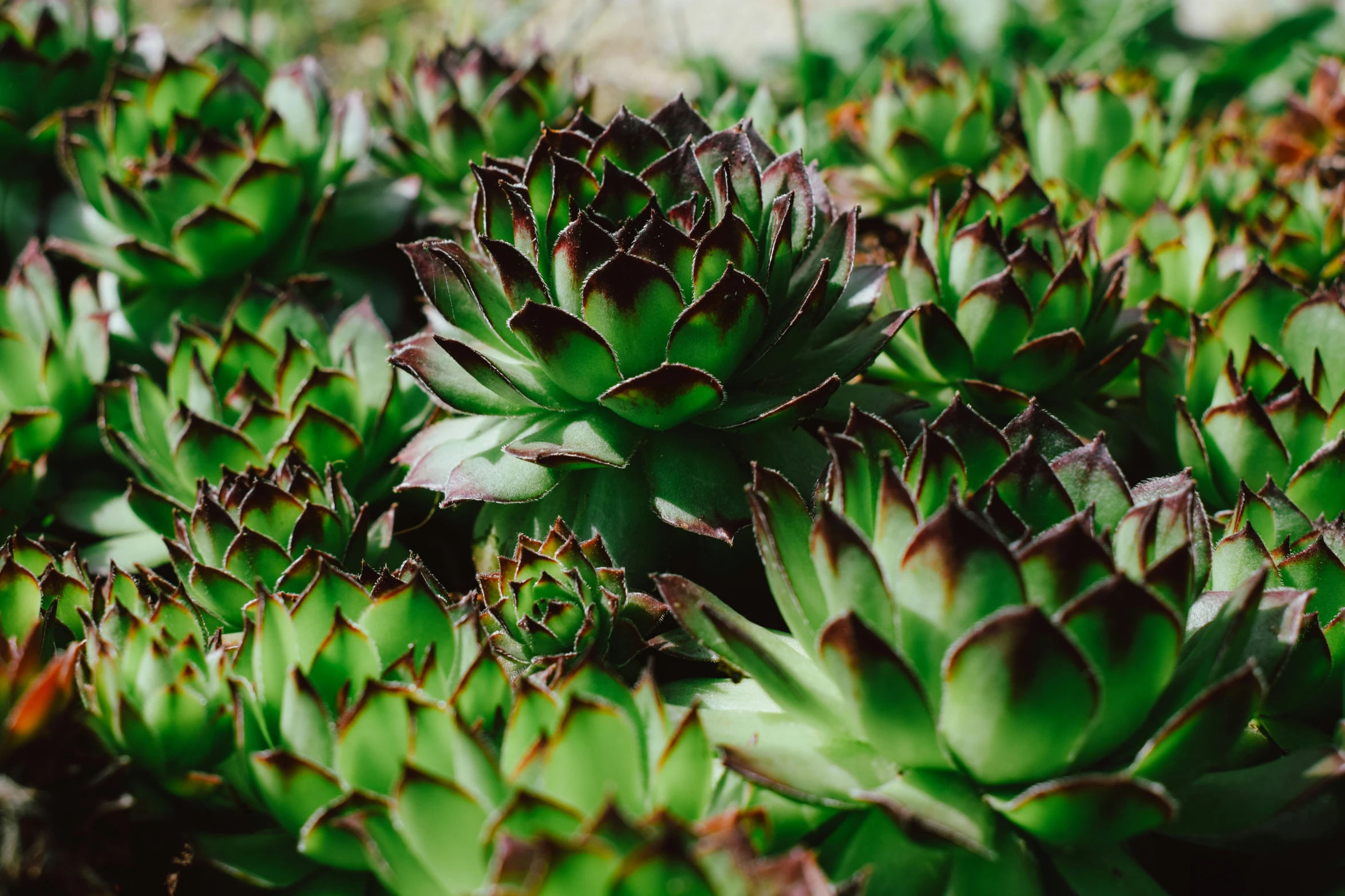 the green leaves of the plant are very small