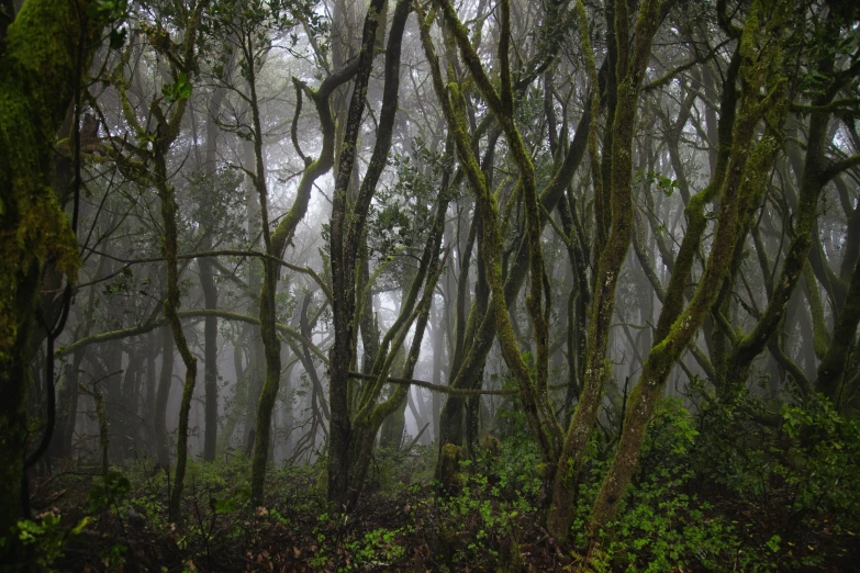 trees that are in the middle of the woods with fog
