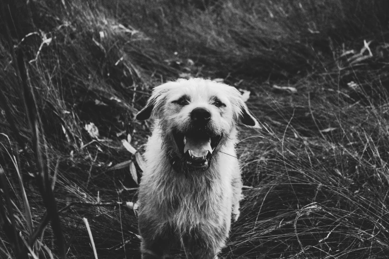 an old white dog is walking through tall grass