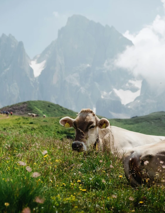 a cow laying in the grass with mountains behind it