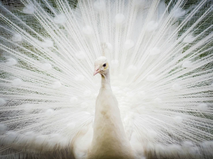 a peacock with feathers flying around it