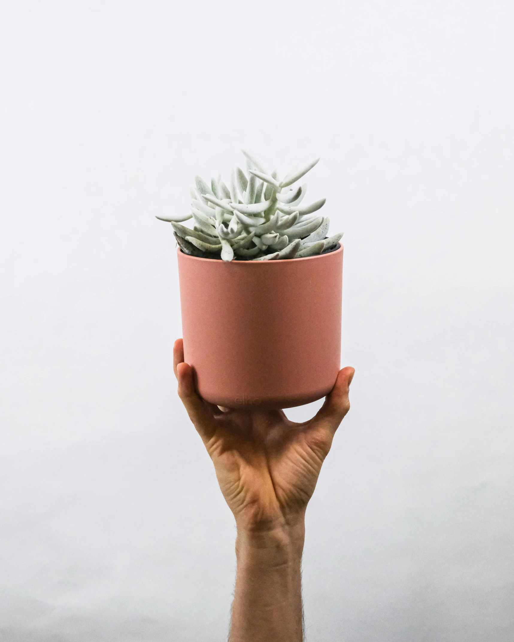 hand holding small plant in pink pot over white background