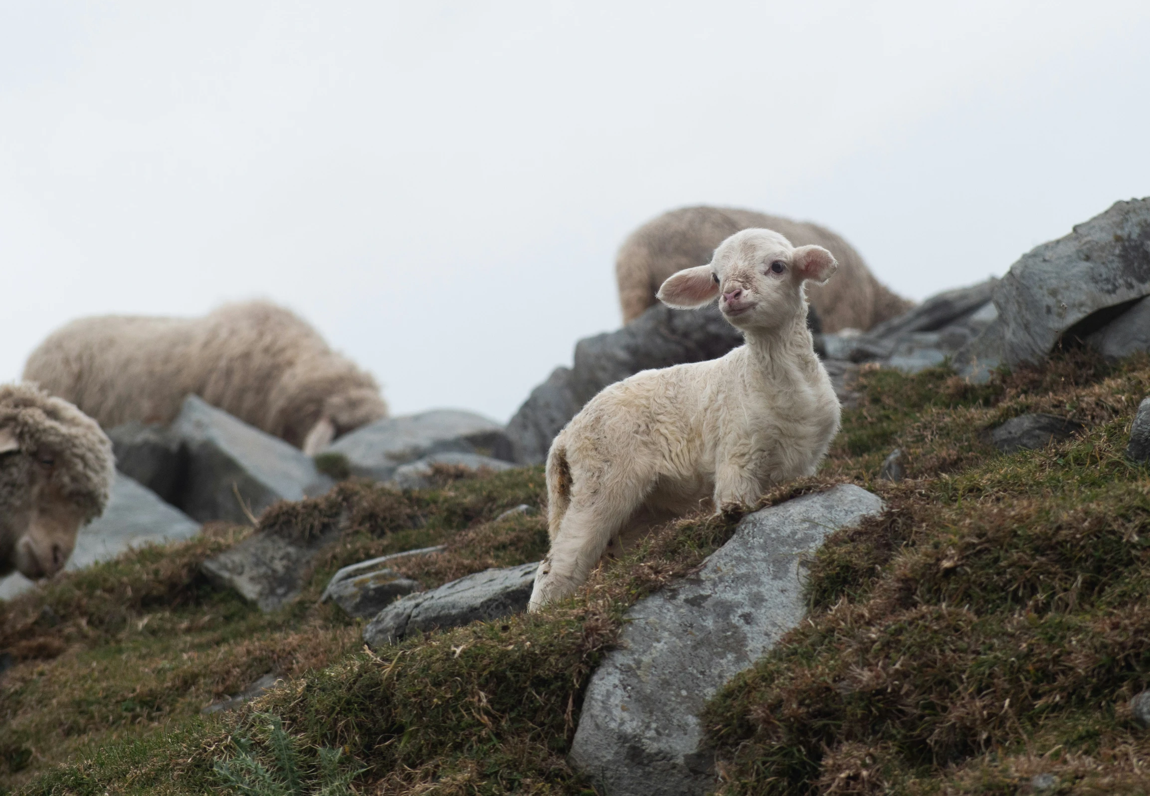 two animals standing on top of a grass covered slope