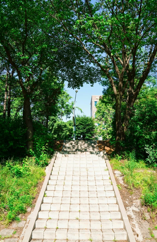 brick road and trees with building on the far side