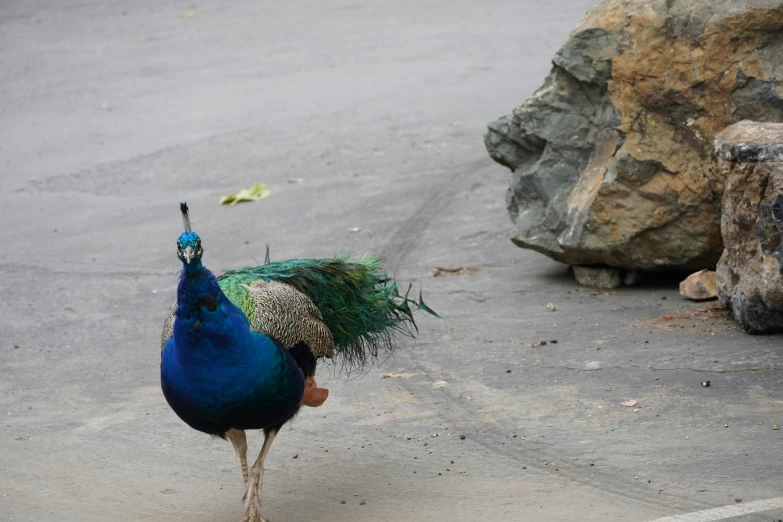 an unusual colorful peacock in its pen standing on the concrete