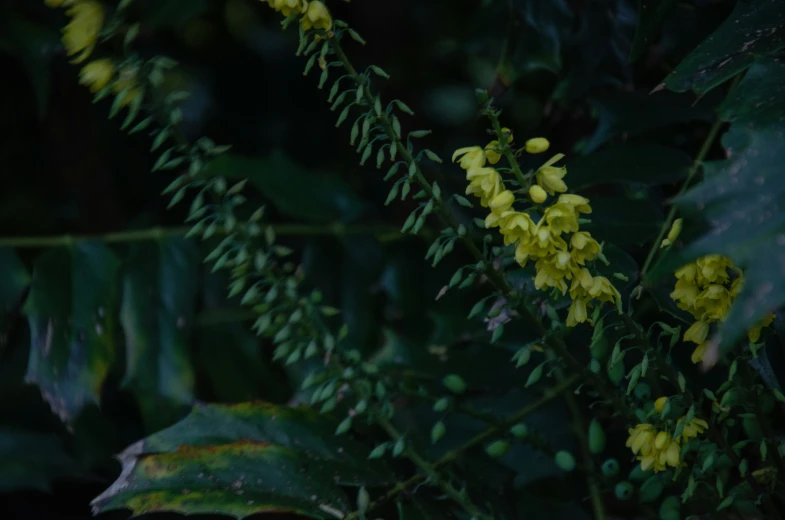 the yellow flowers are on this nch in front of the leaves