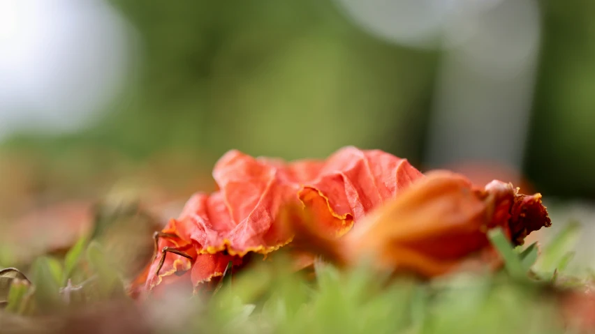 two red flowers are on the ground with green leaves