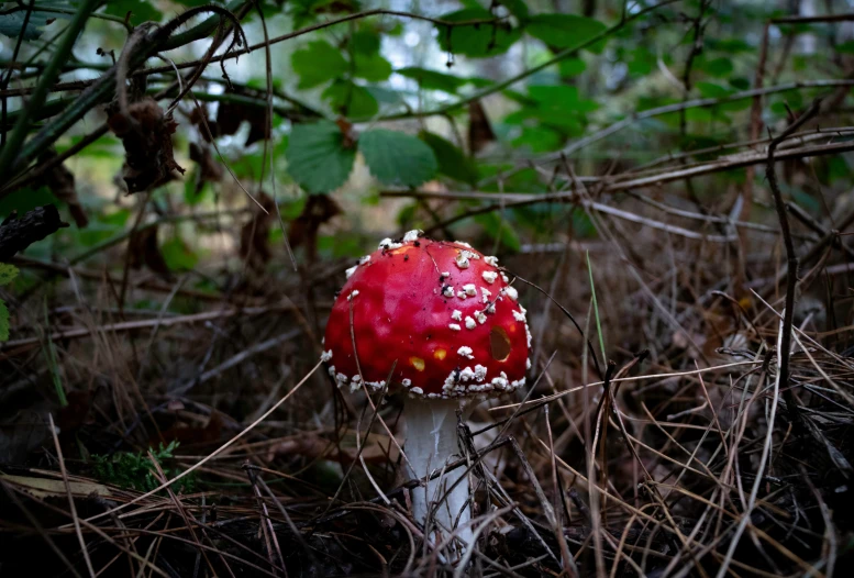 a red mushroom sits in the brush