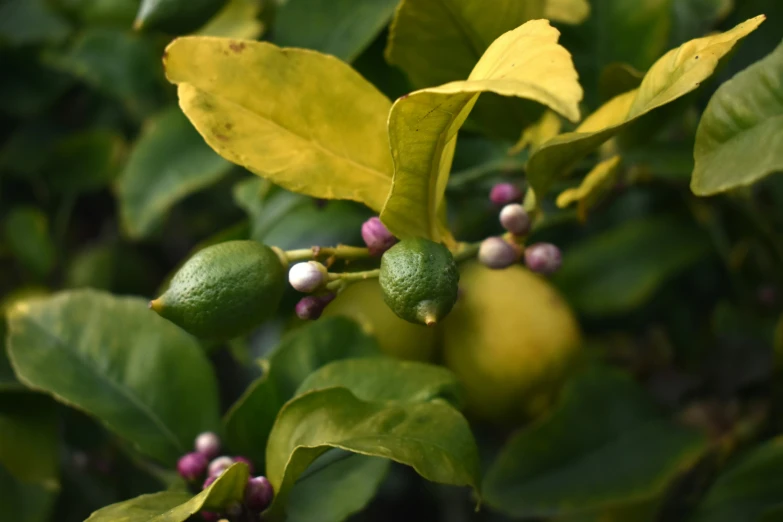 the top green leaves with yellow fruit in the back