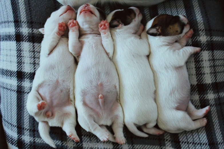 a bunch of baby white puppies sleeping together