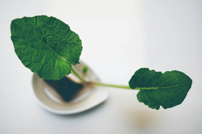 a close up view of a green plant in a vase