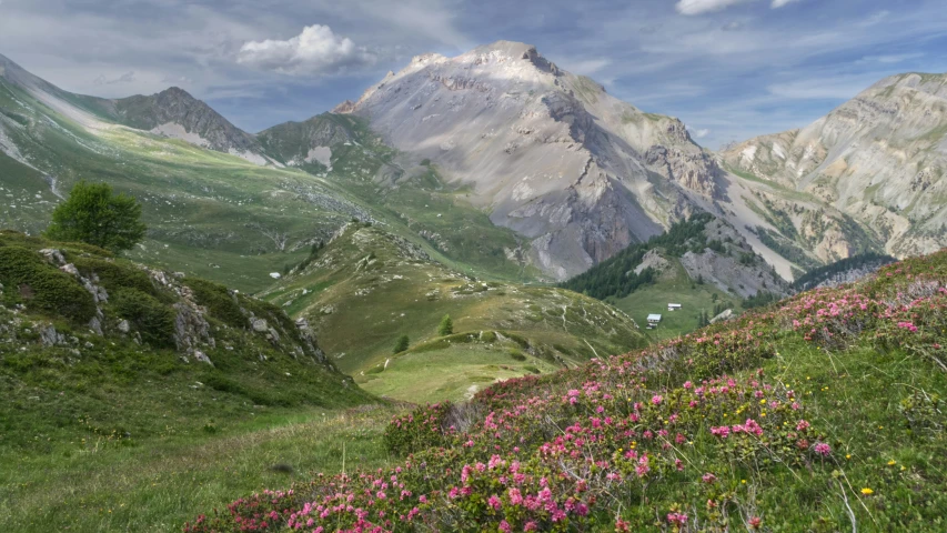 wildflowers on the side of a mountain with clouds