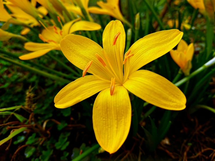 close up of a yellow flower surrounded by green grass