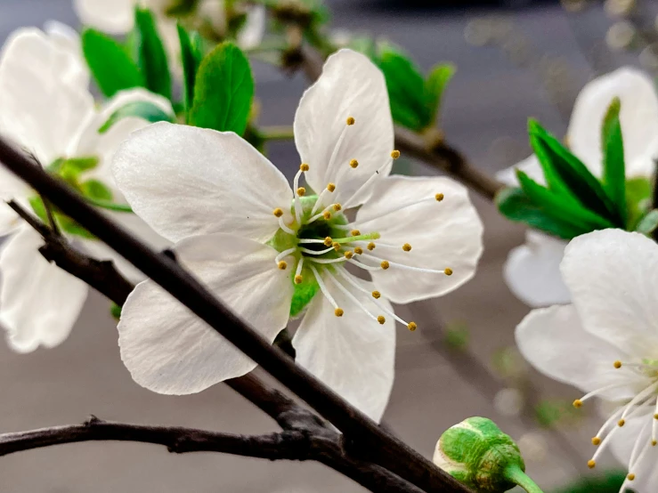 a white flower on a nch with green leaves