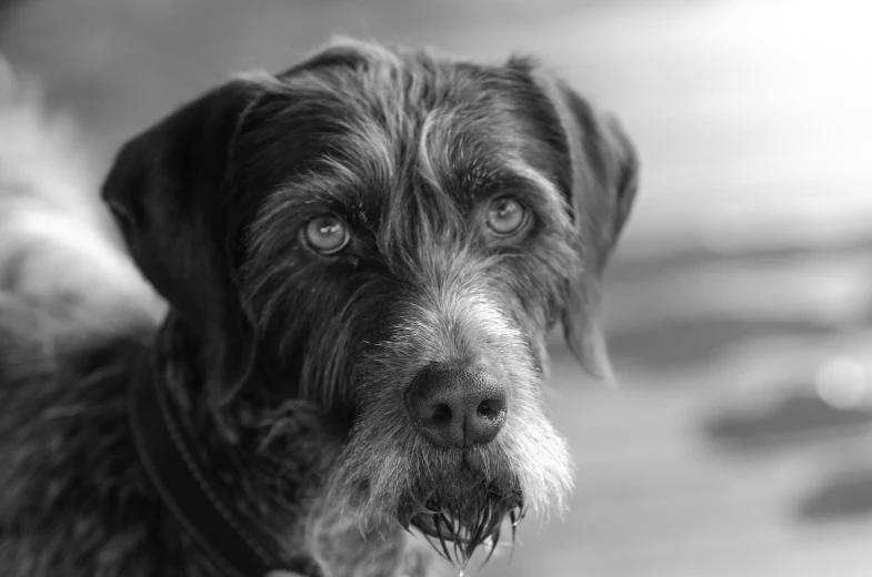 a dog with a wet coat looking up at the camera