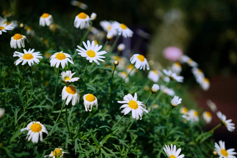 a very small group of white flowers growing