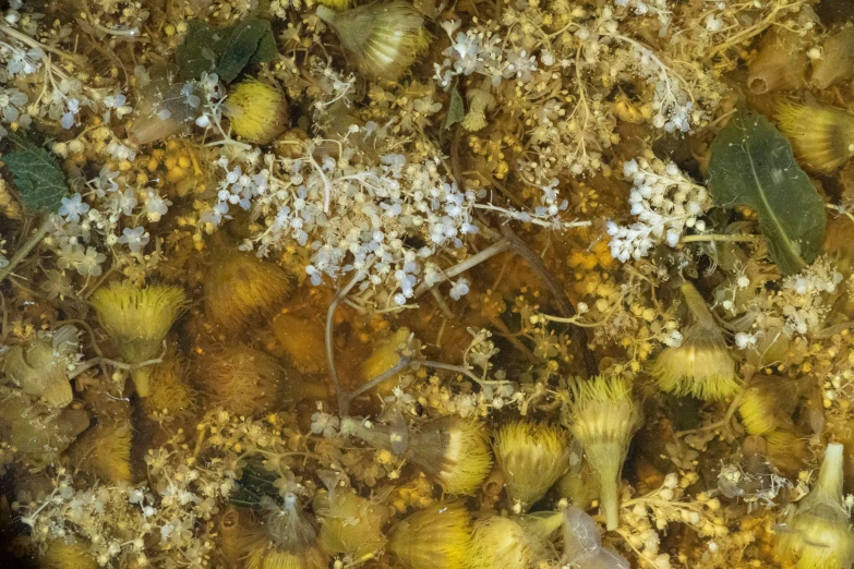 brown and yellow leaves are in the water