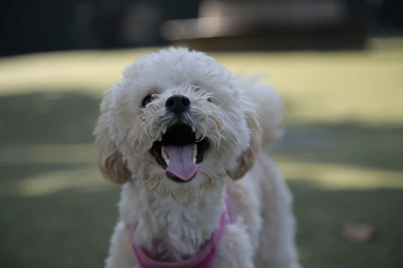 a dog with it's mouth open has it's tongue out