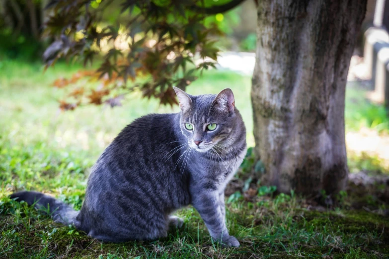 a grey cat with green eyes sitting next to a tree