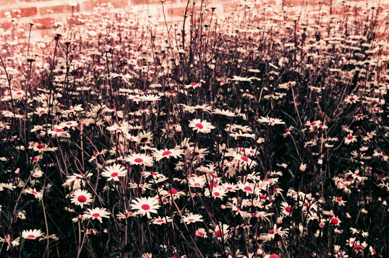 a field full of white flowers in the middle of it