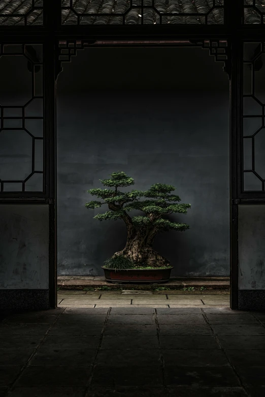 a bonsai tree on display in a stone courtyard