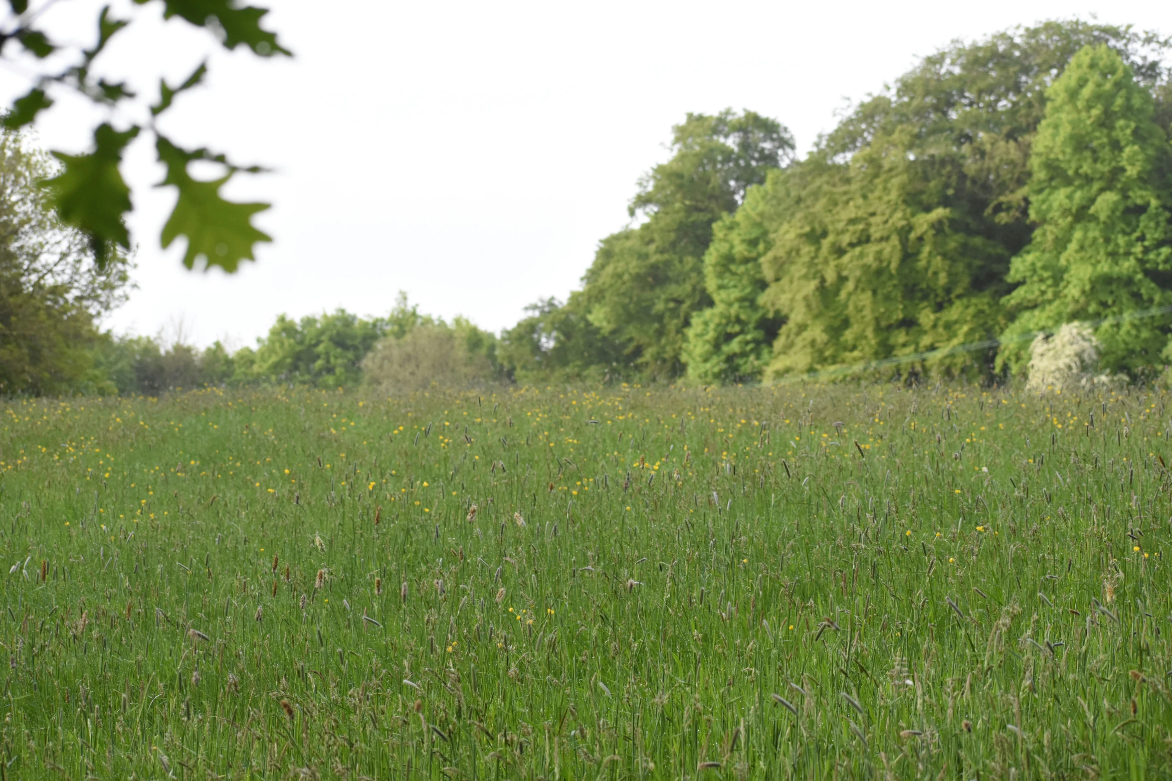 the field is full of lush green grass