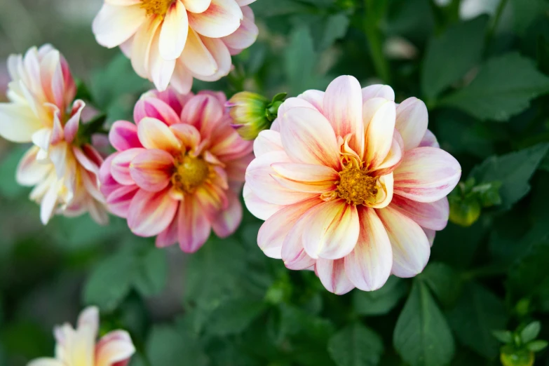 some pink and yellow flowers with green leaves