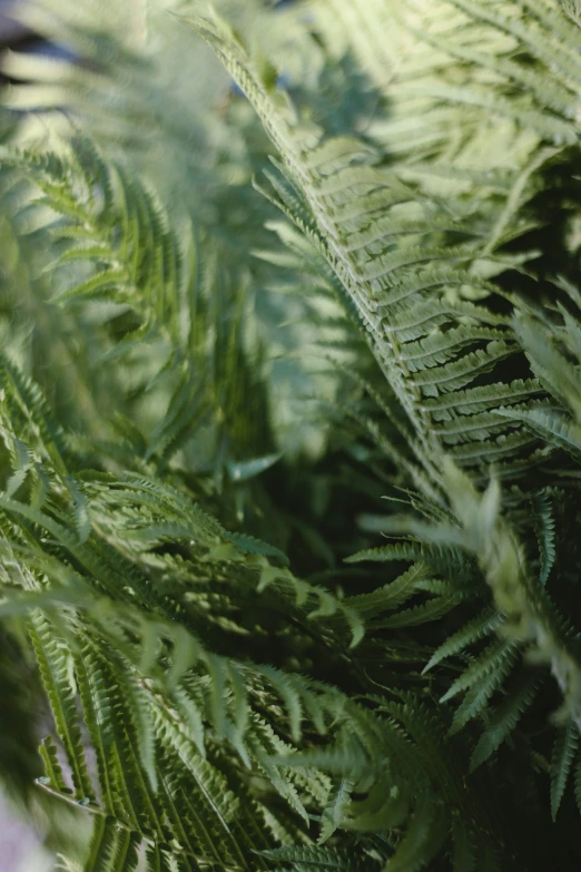 some very large plants with very long leaves