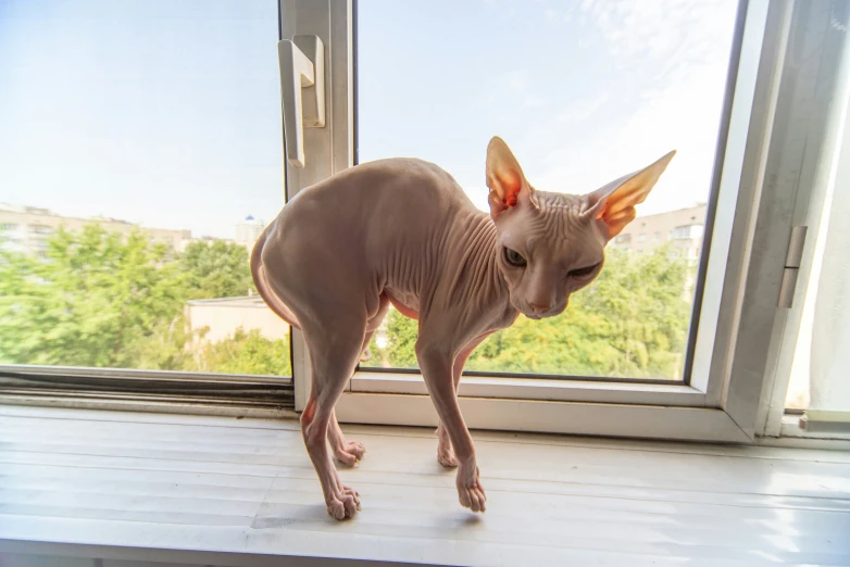 a hairless cat standing on a window sill looking outside